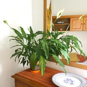  Appartement Casa De Amig@s En Santa Cruz De La Palma